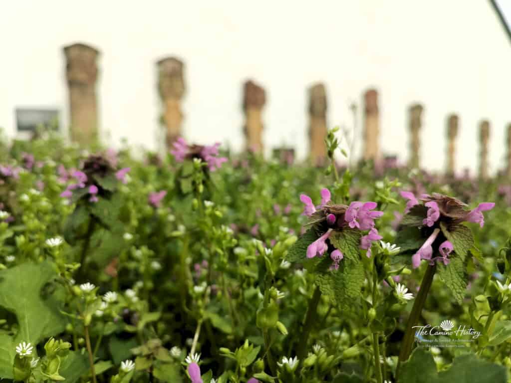 Nahaufnahme von blühenden Wildblumen vor einer Reihe von historischen Grabkreuzen aus Stein, die entlang der weiß verputzten Außenwand der Pfarrkirche St. Johannes der Täufer in Borg stehen.