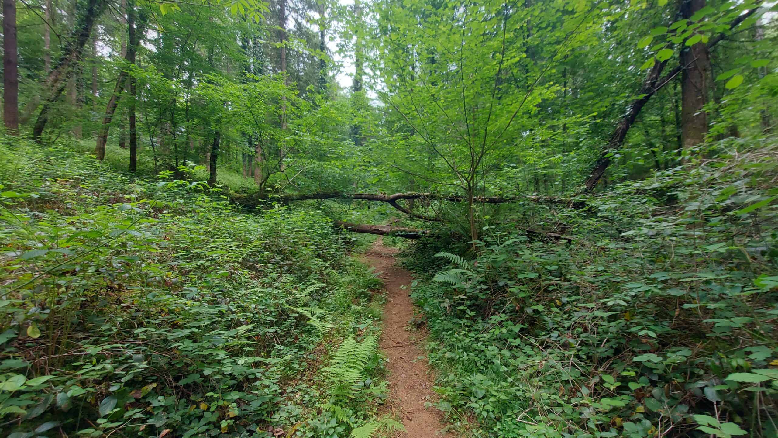 Schmaler, naturbelassener Waldpfad