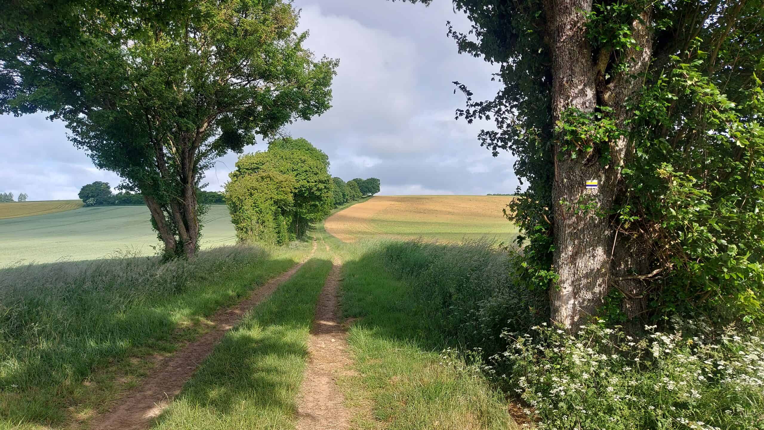 Baumgesäumter Feldweg durch die Landschaft