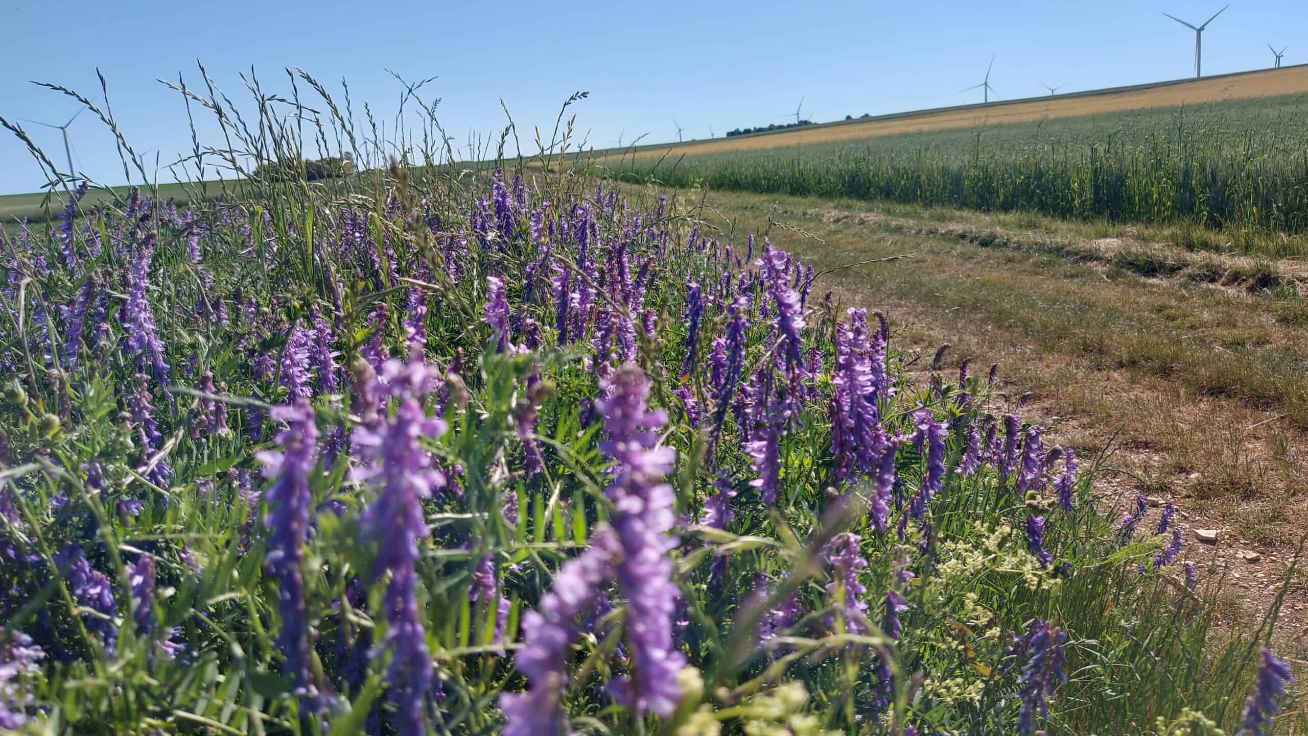 Violette Wiesenblumen am Feldrand