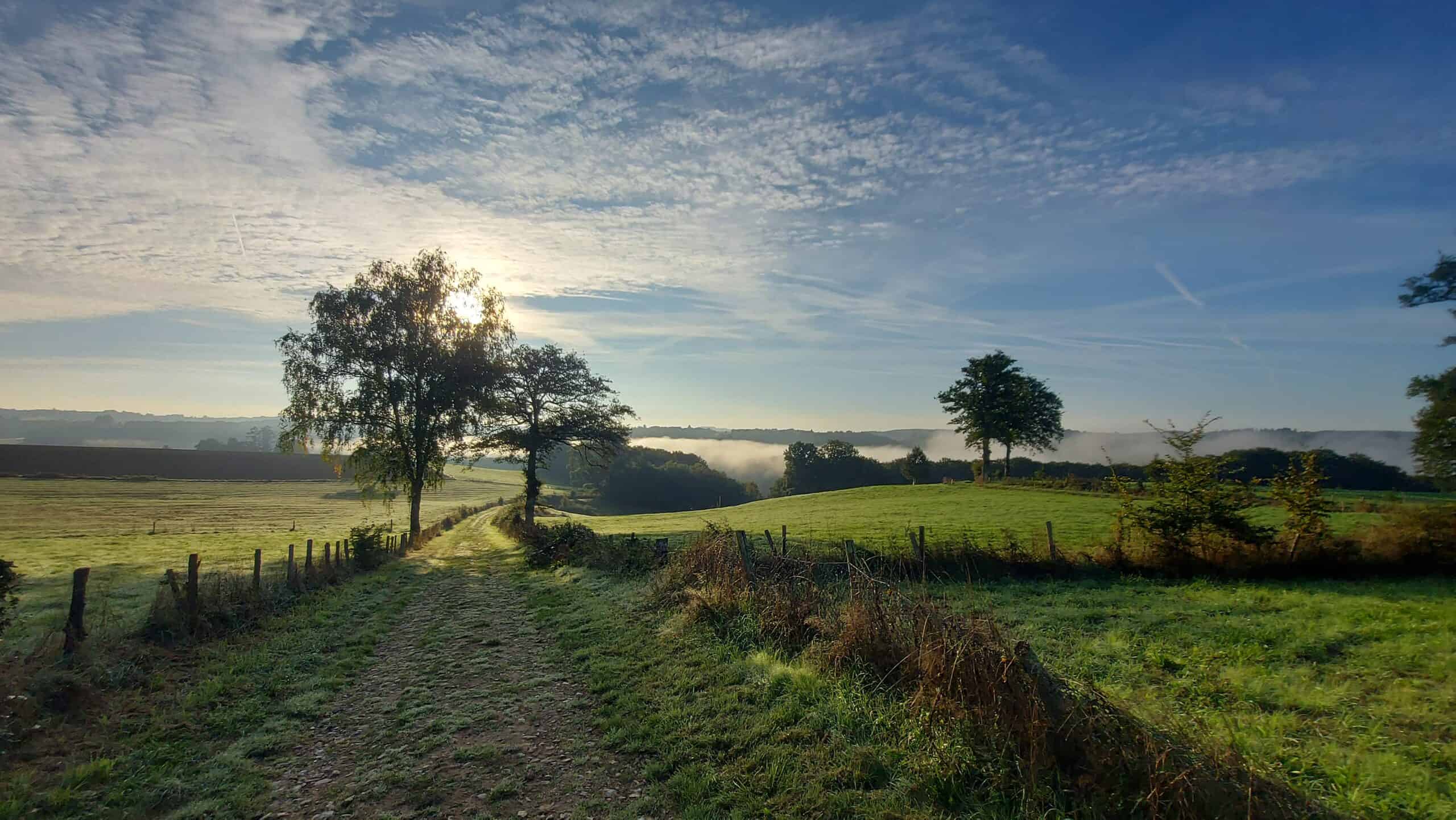 Morgendlicher Feldweg zwischen Wiesen und Bäumen